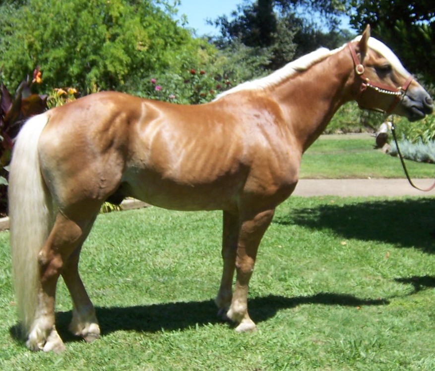 Our Haflinger Mares